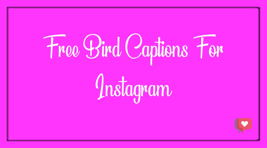 Free Bird Captions For Instagram